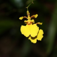 Oncidium